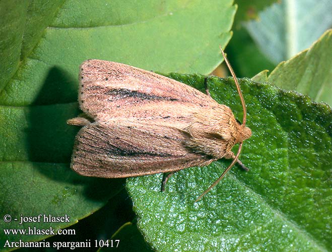 Archanaria sparganii 10417