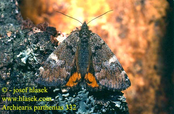 Archiearis parthenias Orange Underwing Černoproužka březová