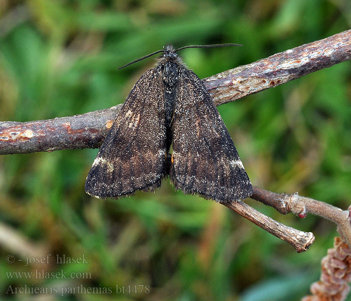 Archiearis parthenias Bjorkevarmaler Birkedagugle