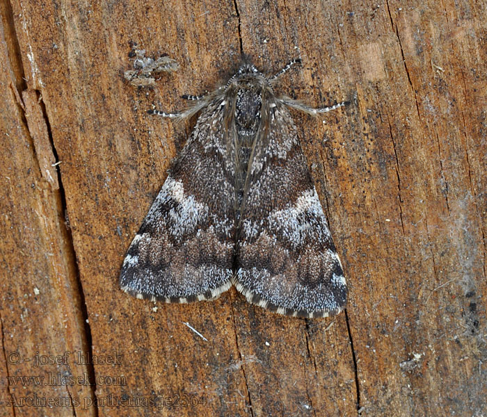 Orange Underwing Archiearis parthenias