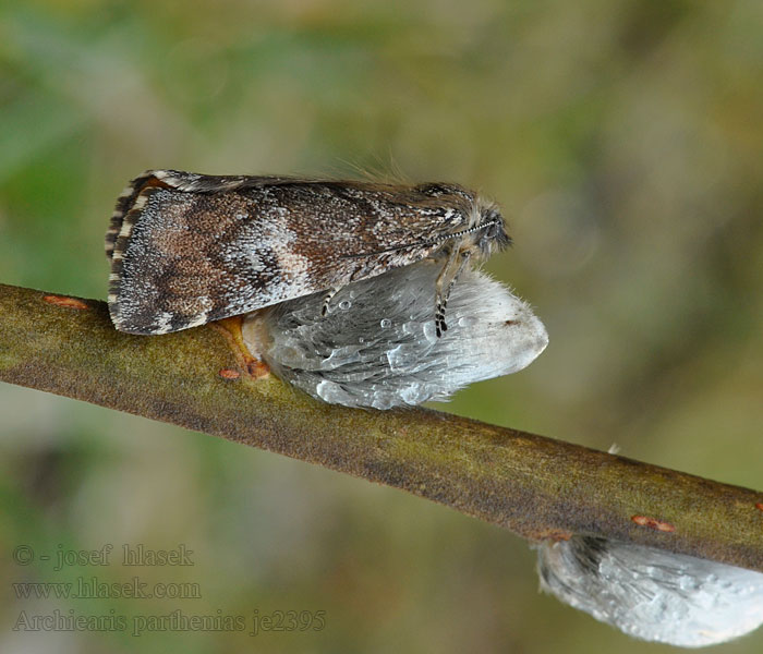 Brun flickfjäril Bjorkevarmaler Birkedagugle Archiearis parthenias