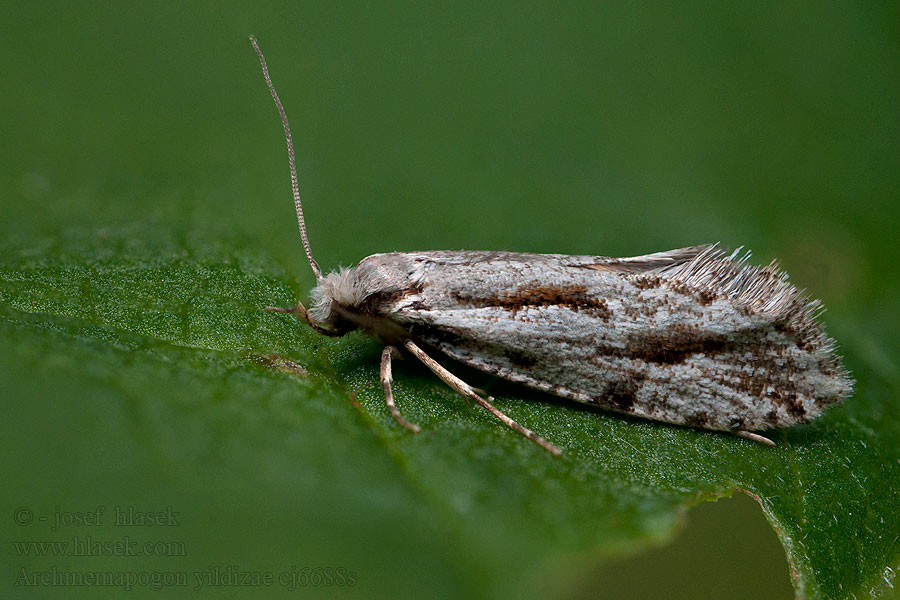 Archinemapogon yildizae Large Scotch Clothes Moth