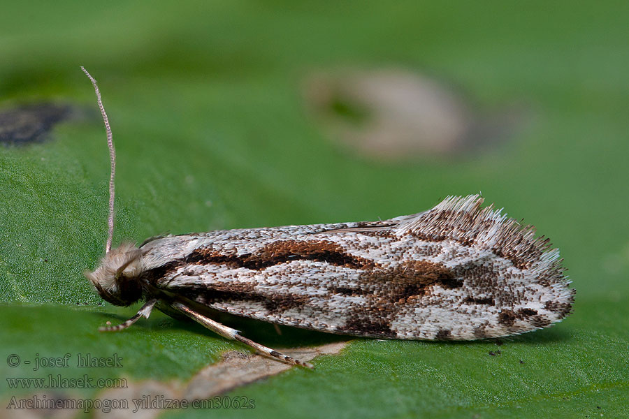 Large Scotch Clothes Moth Archinemapogon yildizae