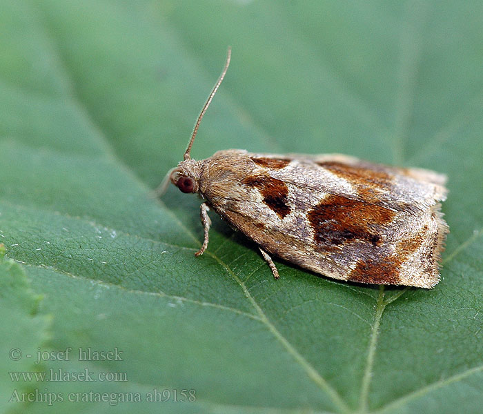 Archips crataegana crataeganus Obaleč hlohový