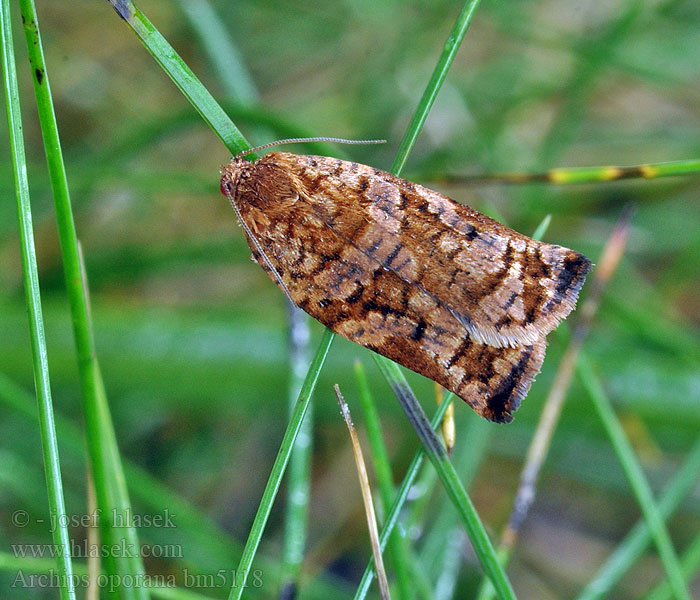 Archips oporana Pine Tortrix
