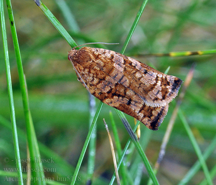 Archips oporana Pine Tortrix