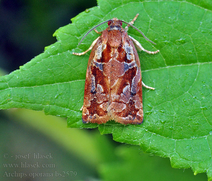 Archips oporana Fraaie dennenb