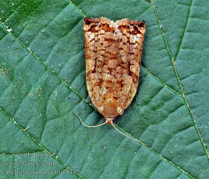 Archips oporana Skovfyrsommervikler