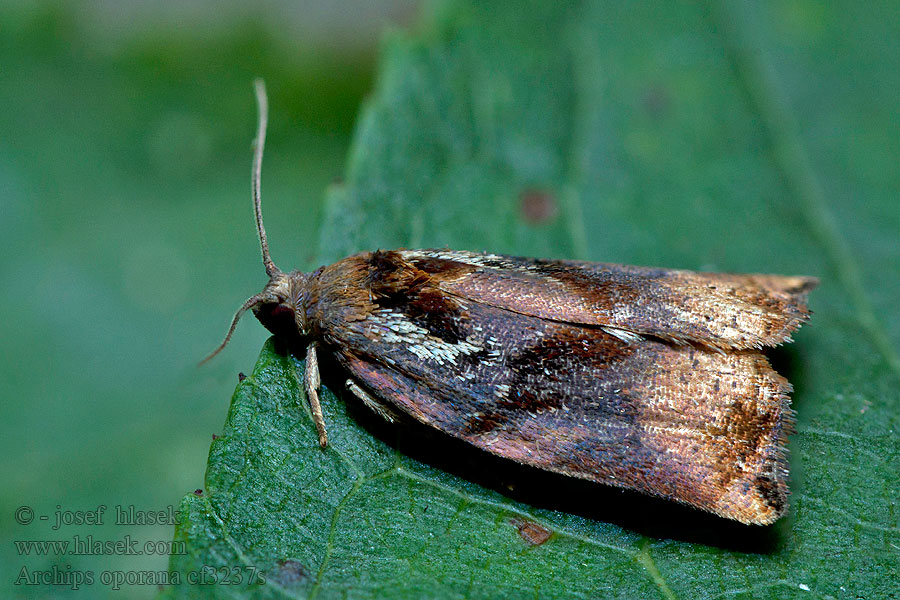 Pine Tortrix Obaľovač čečinový Archips oporana