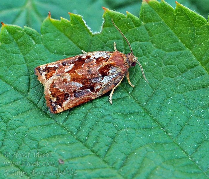 Pine Tortrix Archips oporana