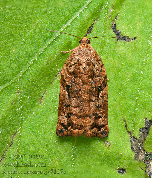 Pine Tortrix Obaľovač čečinový Fraaie dennenb Archips oporana