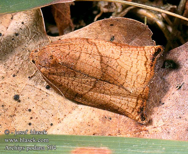 Archips podana Obaleč zahradní