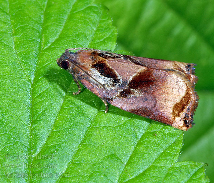 Archips podana Obstbaumwickler