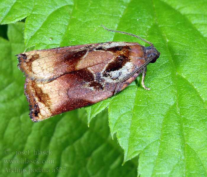 Archips podana Large Fruit-tree Tortrix