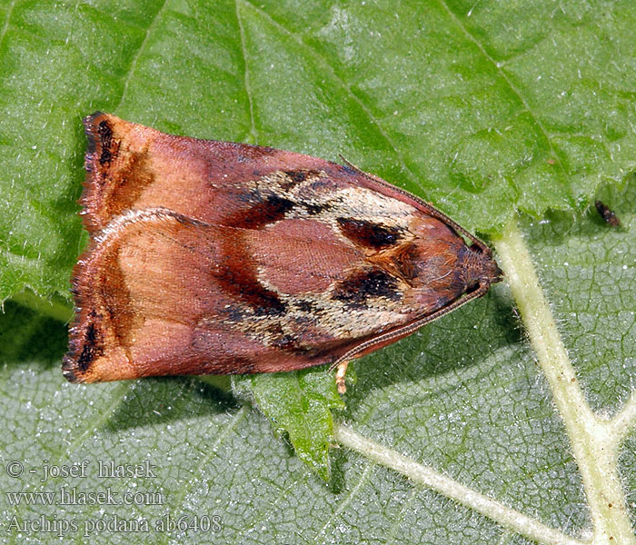 Archips podana Tordeuse des fruits