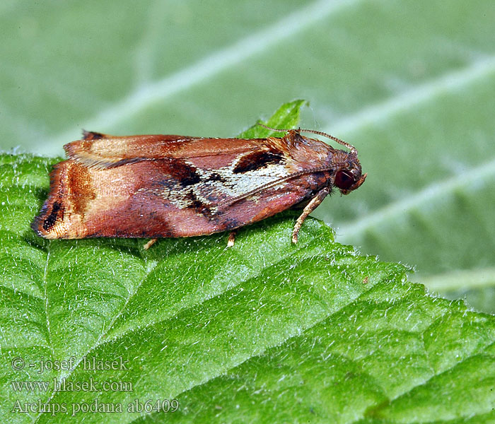 Archips podana Zwójka rdzaweczka