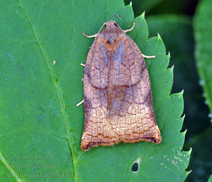 Archips podana Grote appelbladroller