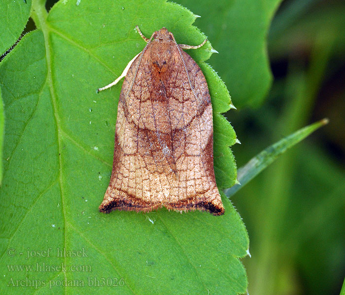 Archips podana Dudvasodrómoly