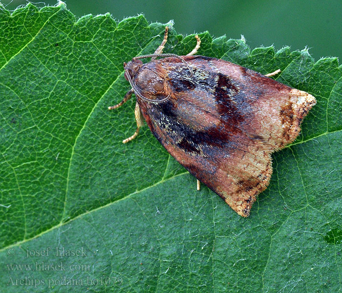 Archips podana Fruktträdsommarvecklare