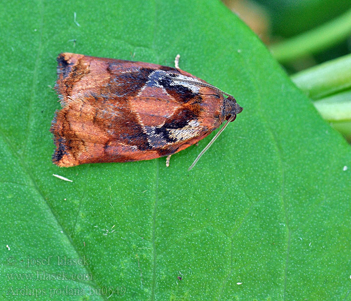 Archips podana Frugttræsommervikler