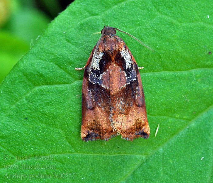 Archips podana Cacoecia de los frutos