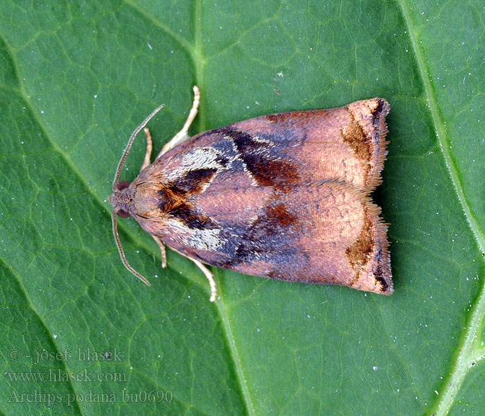 Obaleč zahradní Archips podana