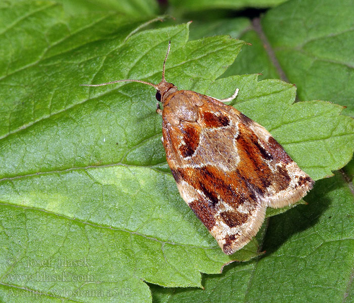 Variegated Golden Brown Oak Tortrix Obaľovač drevinový