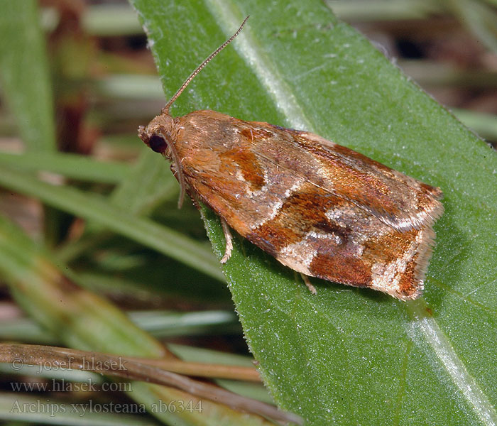 Archips xylosteana Obaleč třešňový Apfelblattwickler