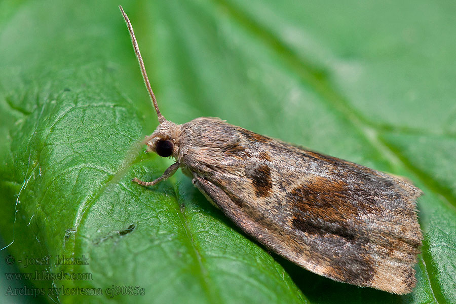 Archips xylosteana Obaleč třešňový Apfelblattwickler