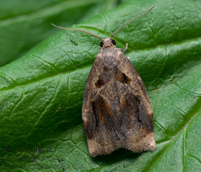 Archips xylosteana Variegated Golden Tortrix Obaľovač drevinový