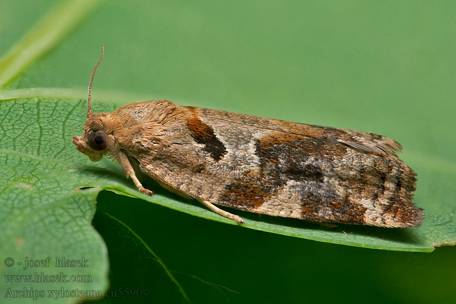 Archips xylosteana Trysommarvecklare Spraglet bjellevikler