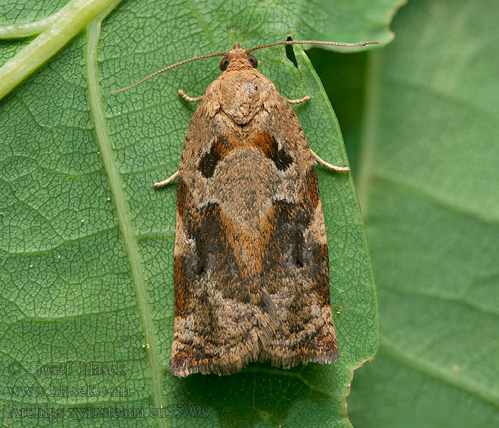 Archips xylosteana Brun egevikler カクモンハマキ