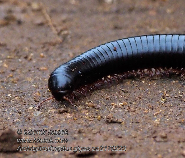 Archispirostreptus gigas Giant African millipede アフリカオオヤスデ