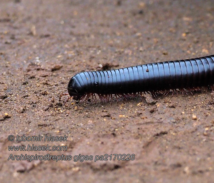 Giant African millipede アフリカオオヤスデ Archispirostreptus gigas