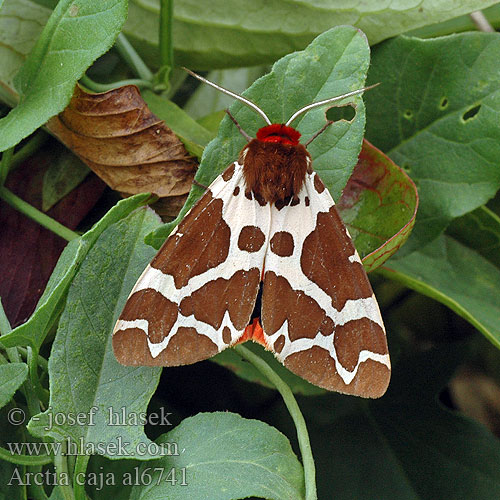 Arctia caja Garden Tiger Brun bjørnespinder