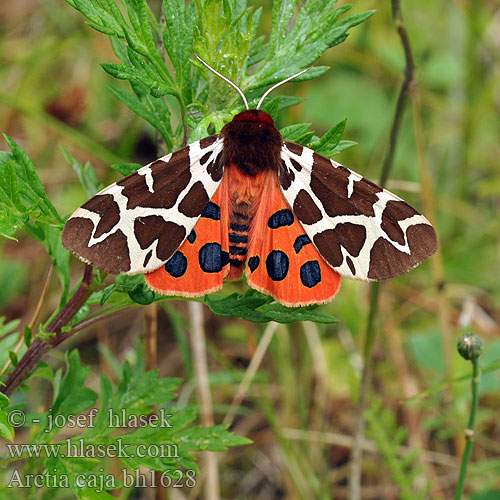 Garden Tiger Brun bjørnespinder Isosiilikehrääjä