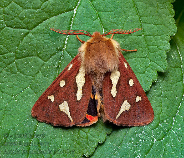 Arctia testudinaria Hyphoraia Mediterraner Braunbär