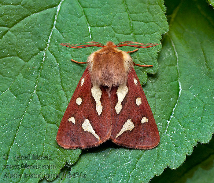 Arctia testudinaria Hyphoraia Patton's Tiger Ecaille civique