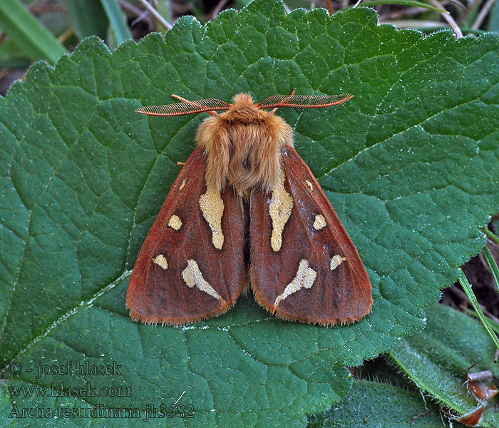 Arctia testudinaria Hyphoraia