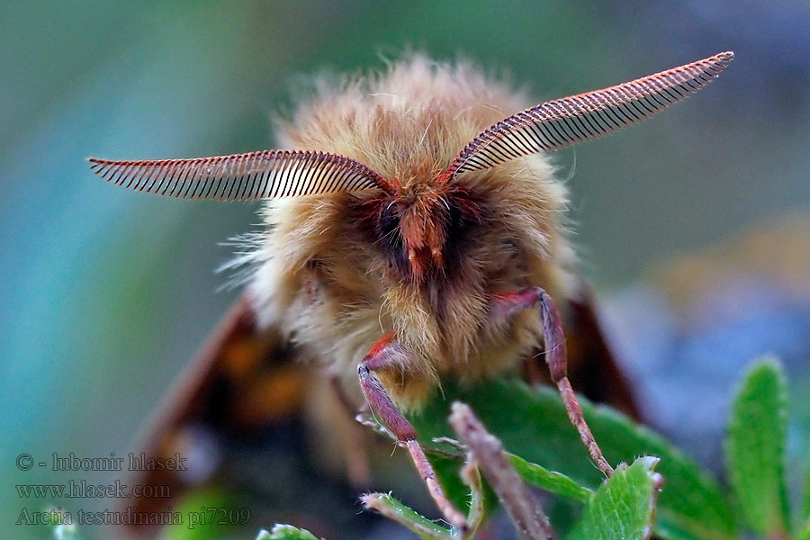 Hyphoraia testudinaria