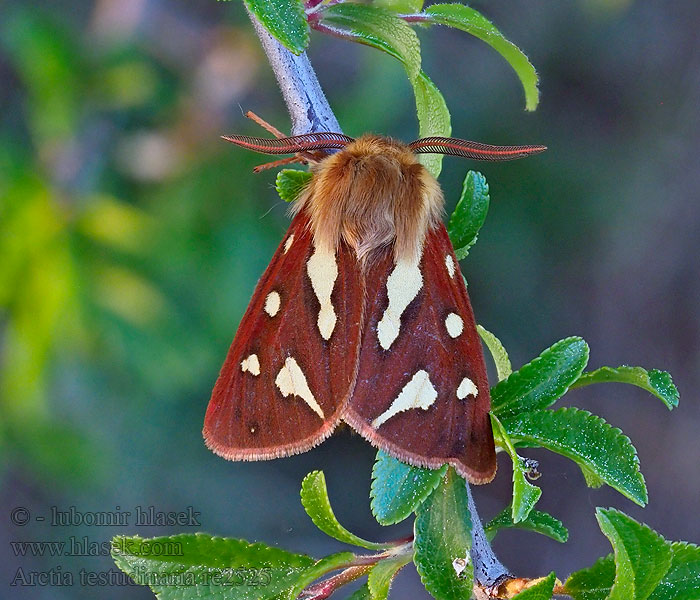 Hyphoraia Arctia testudinaria