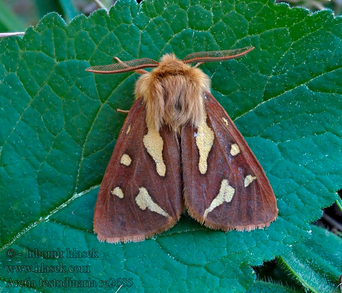 Arctia testudinaria Hyphoraia