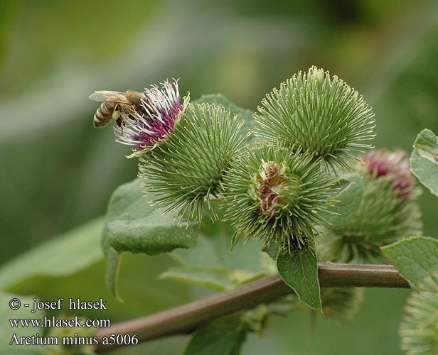 Arctium minus