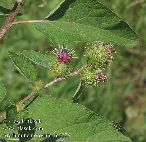 Arctium nemorosum Lopuch hajní Hain-Klette Auen-Klette