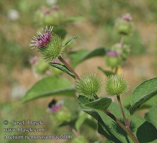 Arctium nemorosum Лопух дубравный лесной