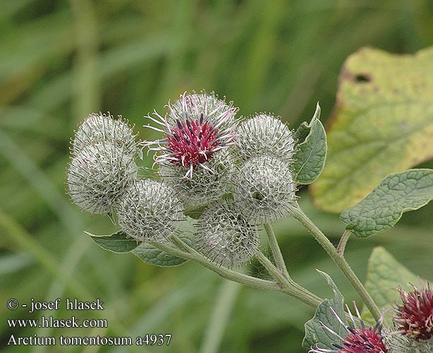 Arctium tomentosum a4937