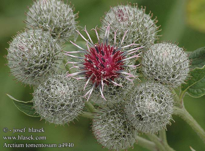 Arctium tomentosum a4940