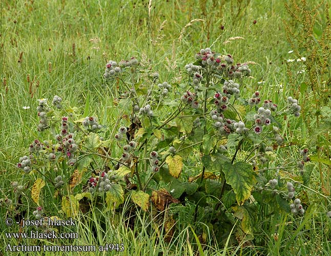 Arctium tomentosum a4943