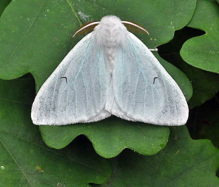 Black V Moth Schwarzes L Arctornis l-nigrum