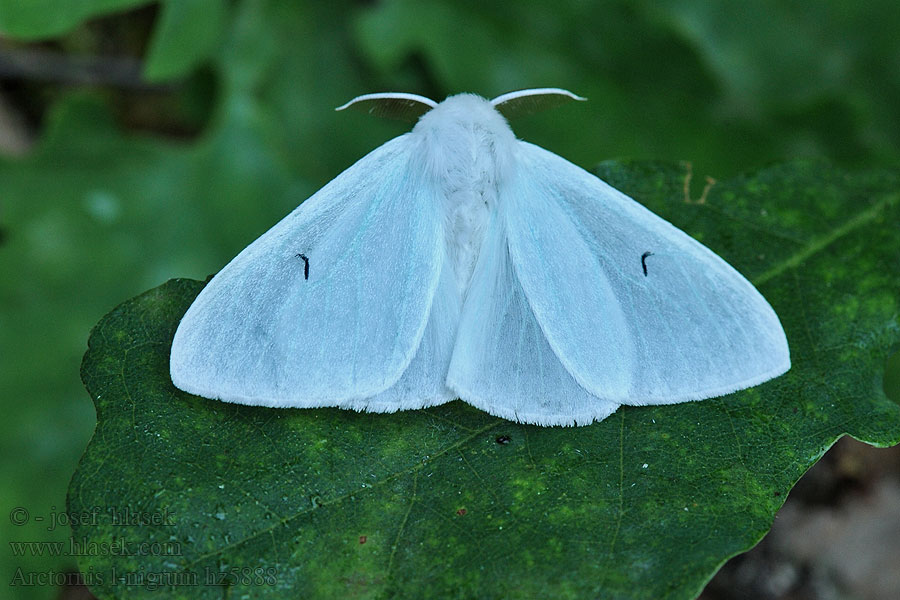 Black V Moth Schwarzes L Bekyně černé L Arctornis l-nigrum